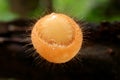 Macro Shot of an Incredible Eyelash Cup Fungi Growing on Decayed Log