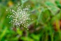 Macro shot of Indian Love grass with blurred green background. Botany concept Royalty Free Stock Photo