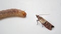 Macro shot of indian-meal moth butterfly and larva caterpillar.