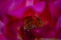 Macro shot of the inner part of a pink flower