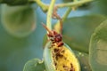 Macro shot of an insect on the fruit of the cucunci caper Royalty Free Stock Photo
