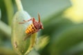 Macro shot of an insect on the fruit of the cucunci caper Royalty Free Stock Photo