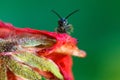 Macro shot of an insect on a petal of a red flower on a green background Royalty Free Stock Photo
