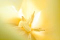 Macro shot inside the gentle yellow tulip as background.