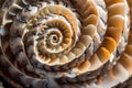 Macro Shot of Intricate Patterns on Seashell Surface