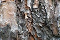 Macro shot of a pine tree bark Royalty Free Stock Photo
