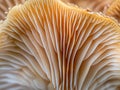 Mushroom Gills Close-Up