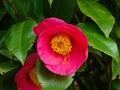 Macro shot of a isolated blooming pink camellia japonica or common camellia flower and green leaves Royalty Free Stock Photo