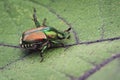 Macro shot of a Japanese beetle on a leaf Royalty Free Stock Photo