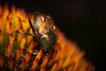 Macro shot of a Japanese beetle (Popillia japonica) on a yellow flower and black background Royalty Free Stock Photo