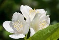 Macro shot of jasmine flower Royalty Free Stock Photo