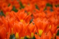 Macro shot of jasper-red and vermilion petal "Toronto" tulips with bronze base, among green leaves