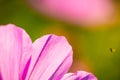 Macro shot of a jewelry basket, Cosmos bipinnatus