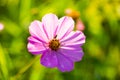 Macro shot of a jewelry basket, Cosmos bipinnatus