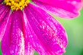 Macro shot of a jewelry basket, Cosmos bipinnatus