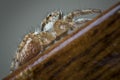 A macro shot of a jumping spider at the edge of a table