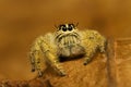 Macro shot Jumping spider hyllus diardi .Jumping Spider , front view, Close up. Royalty Free Stock Photo