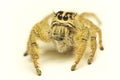 Macro shot Jumping spider hyllus diardi .Jumping Spider , front view, Close up. Royalty Free Stock Photo