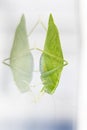 A macro shot of a Katydid Leaf Bug Royalty Free Stock Photo