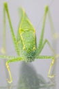 A macro shot of a Katydid Leaf Bug Royalty Free Stock Photo