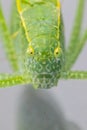 A macro shot of a Katydid Leaf Bug