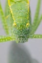 A macro shot of a Katydid Leaf Bug Royalty Free Stock Photo