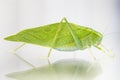 A macro shot of a Katydid Leaf Bug