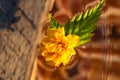 Macro shot of Kerria japonica Pleniflora flower isolated on water. Yellow Japanese rose close up Royalty Free Stock Photo