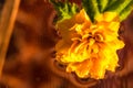 Macro shot of Kerria japonica Pleniflora flower isolated on water. Yellow Japanese rose close up Royalty Free Stock Photo