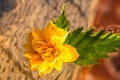 Macro shot of Kerria japonica Pleniflora flower isolated on water. Yellow Japanese rose close up Royalty Free Stock Photo
