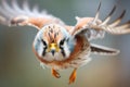 macro shot of a kestrels feathers while hovering