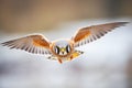 macro shot of a kestrels feathers while hovering