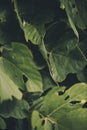 Macro Shot of Kudzu Leaves