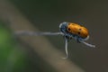 Macro shot of a lachnaia sexpunctata Royalty Free Stock Photo