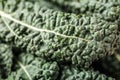 Macro shot of lacinato kale