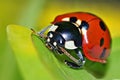 Macro shot of a lady bug looking at camera on a leaf with green background Royalty Free Stock Photo