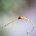 Macro shot of a lady bug on a young vine of a plant Royalty Free Stock Photo