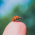 Macro shot of ladybug on a finger in the open air on a sunny day. Royalty Free Stock Photo