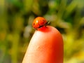 Macro shot of a ladybug on a Finger Royalty Free Stock Photo