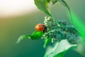 Macro shot of ladybug. Nature background photography. Closeup photo.