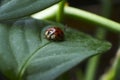 Macro shot of a ladybug perched on a vibrant leaf amidst lush green foliage