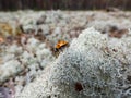 Macro shot of ladybug - the seven-spot ladybird Coccinella septempunctata walking on light-colored, fruticose species of lichen Royalty Free Stock Photo