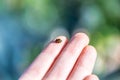 Macro shot of ladybugs on a finger in the open air on a sunny day Royalty Free Stock Photo