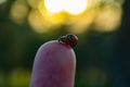 Macro shot of ladybugs mate on a human finger Royalty Free Stock Photo