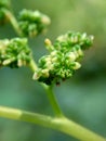 Macro shot of laportea flower with a natural background. Indonesian call it lateng or jelatang.