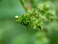 Macro shot of laportea flower with a natural background. Indonesian call it lateng or jelatang.