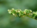 Macro shot of laportea flower with a natural background. Indonesian call it lateng or jelatang.