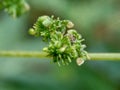 Macro shot of laportea flower with a natural background. Indonesian call it lateng or jelatang.