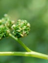 Macro shot of laportea flower with a natural background. Indonesian call it lateng or jelatang.