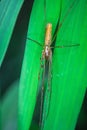 Macro shot of large-jawed spider (Tetragnathidae) on green leaf Royalty Free Stock Photo